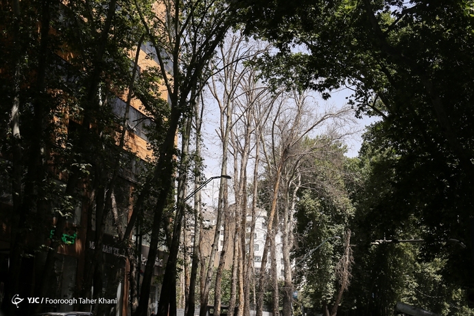 تصاویر| خشک شدن ده درخت خیابان ولیعصر