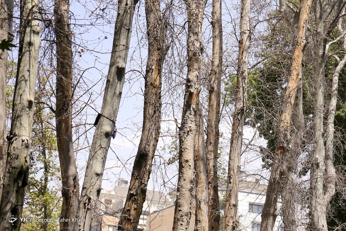 تصاویر| خشک شدن ده درخت خیابان ولیعصر