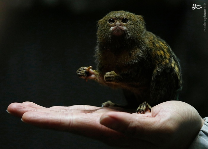 عکس/ کوچکترین میمون جهان