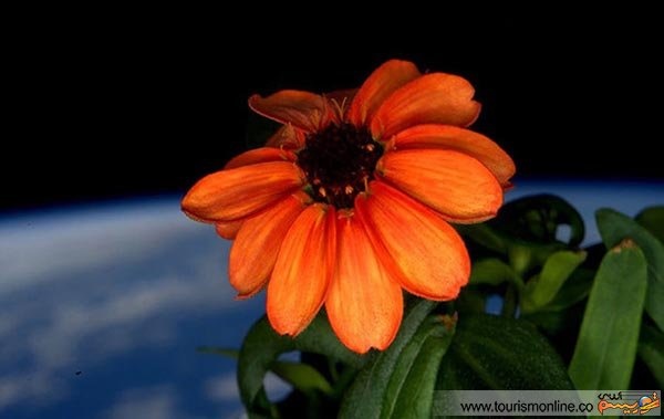 غنچه گلی که در ایستگاه فضایی ناسا شکفت/ عکس