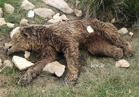 قتل بیرحمانه یک خرس در کرمانشاه + تصاویر