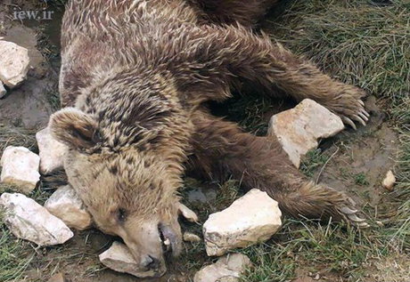 قتل بیرحمانه یک خرس در کرمانشاه + تصاویر