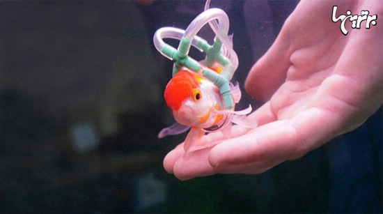 این ماهی با ویلچر شنا می‌کند