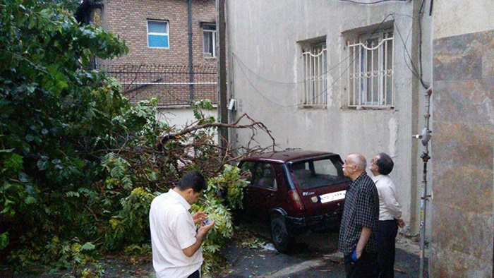 تصویـر/سقوط درخت ۱۰۰ساله در طوفان تهران