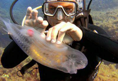ماهی عجیبی که با نگاه اول قلبش معلوم است! +تصاویر