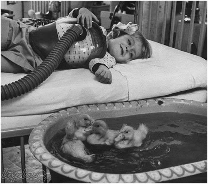 حیواناتی که ۶۰ سال پیش، بخشی از یک درمان پزشکی شدند/ عکس