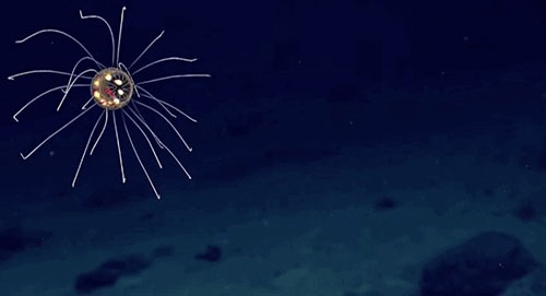 کشف عروس دریایی عجیب که شبیه بشقاب پرونده است+تصویر