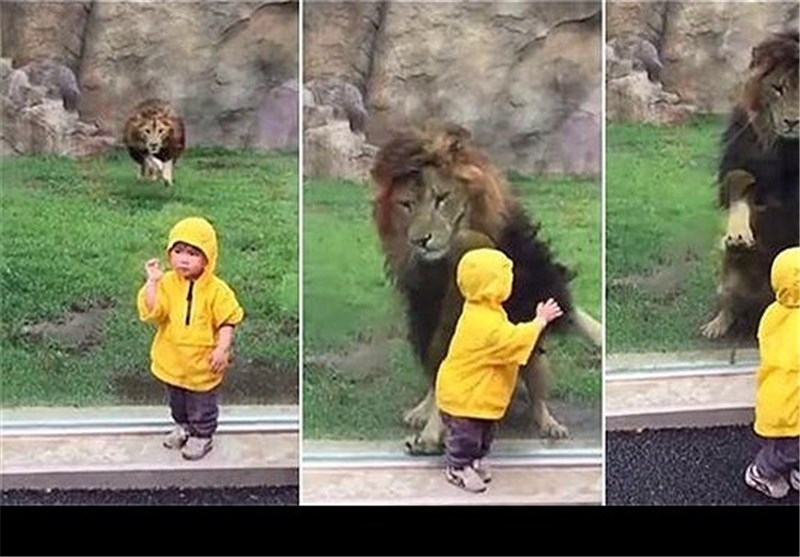 حمله شیر نر به یک کودک در باغ‌وحش‌ ژاپن +عکس