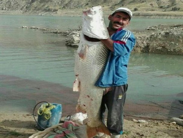 صید عظیم الجثه یک ماهیگیر در گچساران +عکس