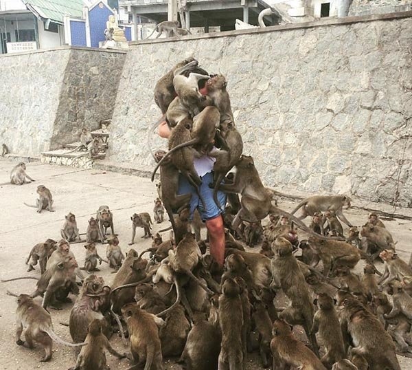 پذیرایی متفاوت میمونها از یک توریست! +عکس