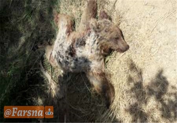 شکار یک خرس قهوه‌ای توسط شکارچیان در دنا +عکس