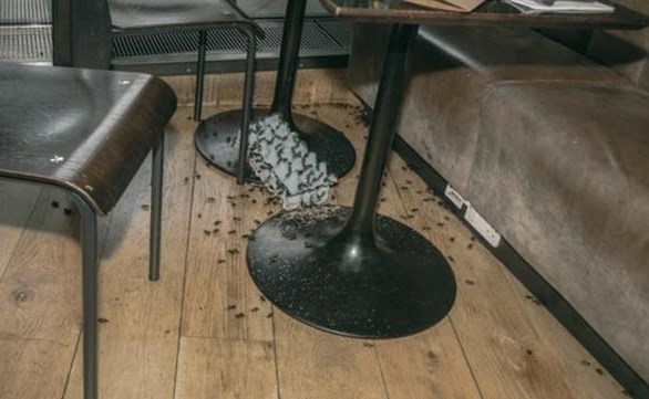 حمله با حشرات زنده به دو رستوران معروف انگلیس +تصاویر