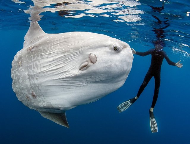 بزرگترین ماهی استخوانی جهان را ببینید+تصاویر