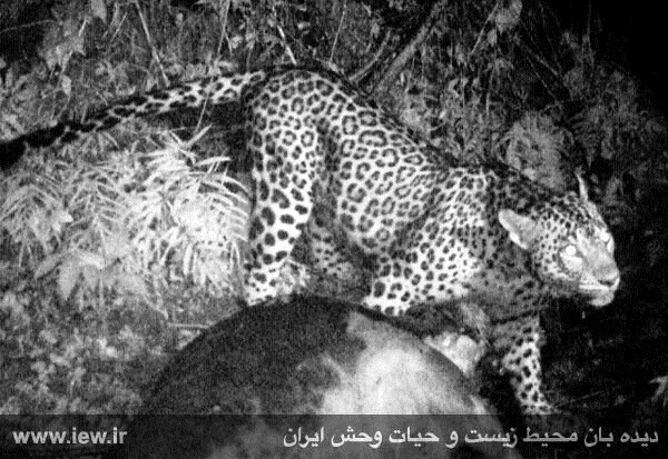 تصویربرداری از پلنگ ایرانی پس از شکار گاو در سیاهکل+عکس