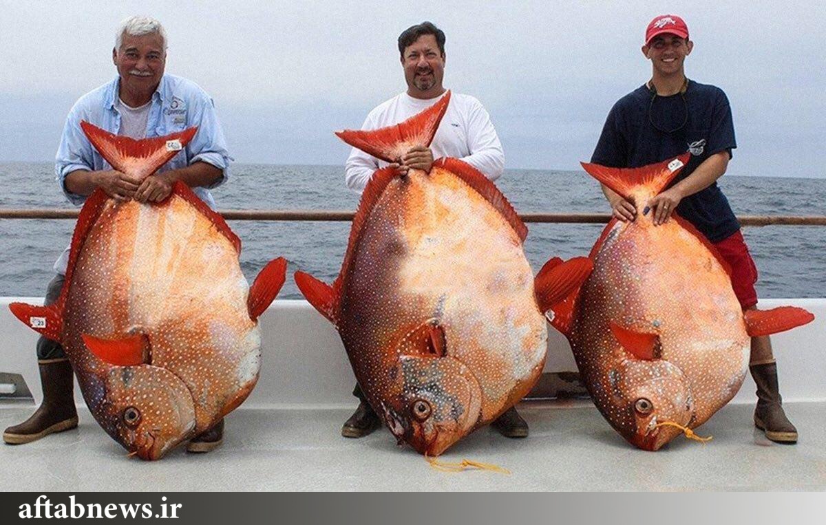 عکس/ تنها ماهي خونگرم جهان