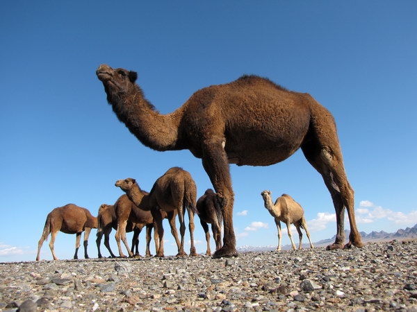 منشاء سرماخوردگی انسان چه بود؟