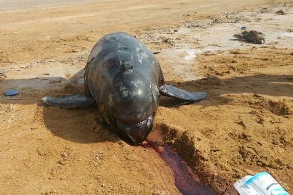 لاشه نهنگ در ساحل منطقه حفاظت‌شده حرا+تصاویر