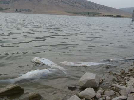 تلف‌شدن صدها ماهی در دریاچه سدسراب+تصاویر