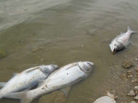 تلف‌شدن صدها ماهی در دریاچه سدسراب+تصاویر