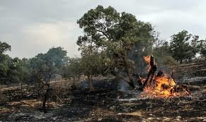 دستگیری 3 نفر از مظنونان آتش‌سوزی جنگل‌های گیلانغرب