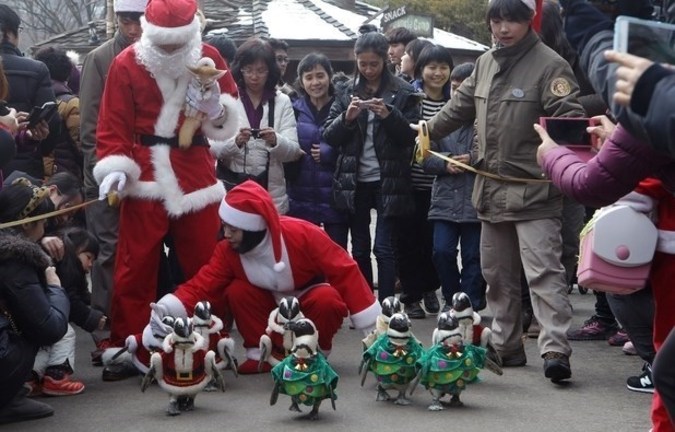رژه پنگوئن‌ها با لباس بابانوئل +تصاویر
