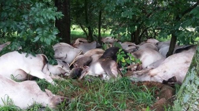 صاعقه در برزیل ۸۰ گاو را کشت