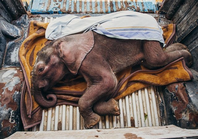 عکس/ زندگی دوباره بچه فیل در عکس روز نشنال جئوگرافیک