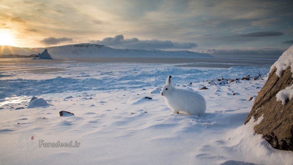 قطب شمال سرزمین عشق و زندگی/تصاویر