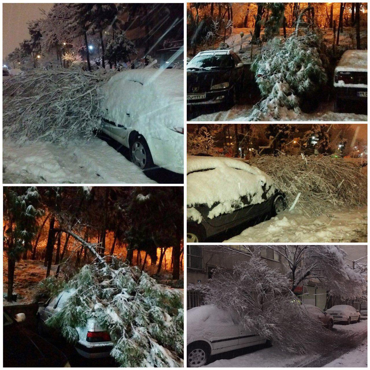 سقوط درخت‌ روی خودروها بر اثر شدت بارش برف در تهران /عکس