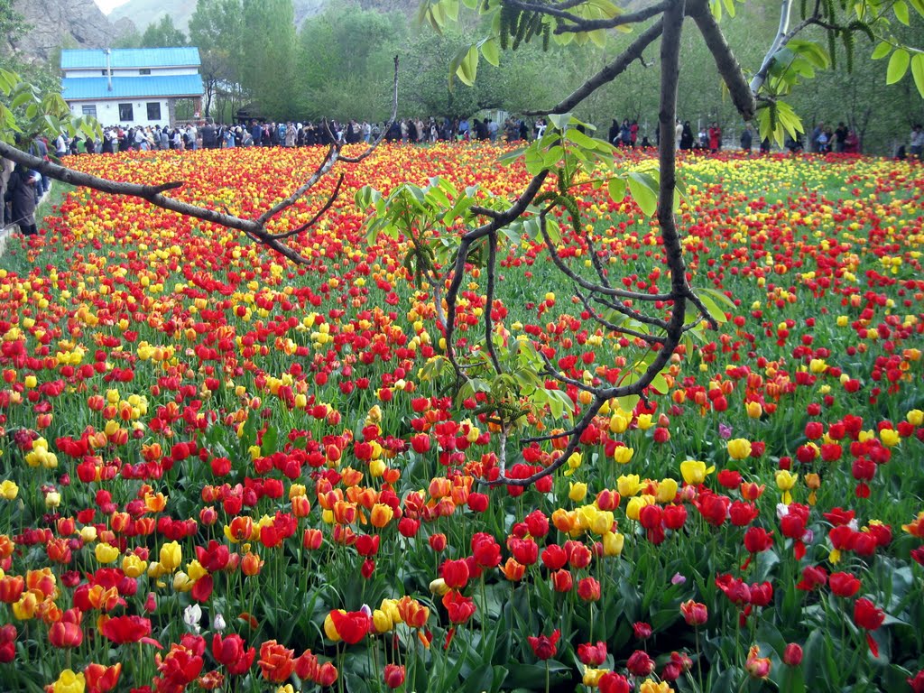 روستای زیبا و دیدنی گچسر در جاده چالوس