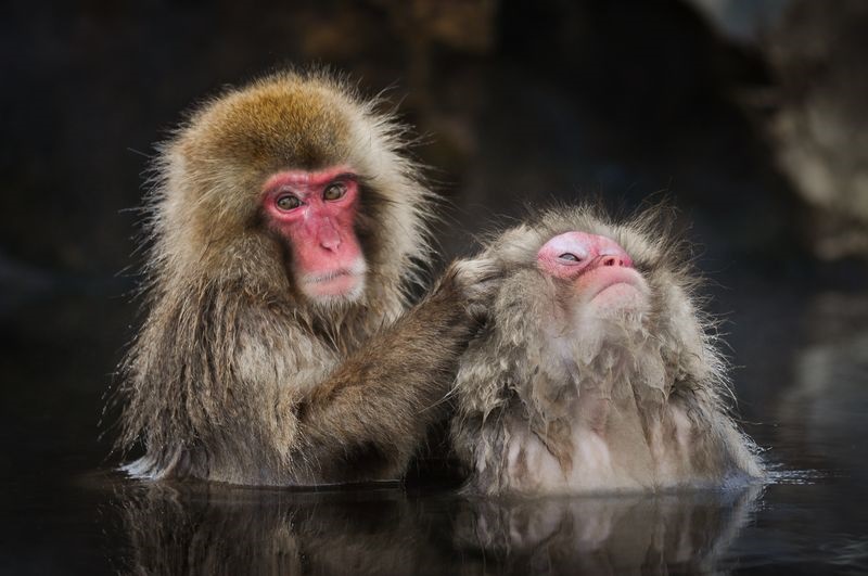 عکس/ آب‌تنی میمون‌های ژاپنی در عکس روز نشنال جئوگرافیک