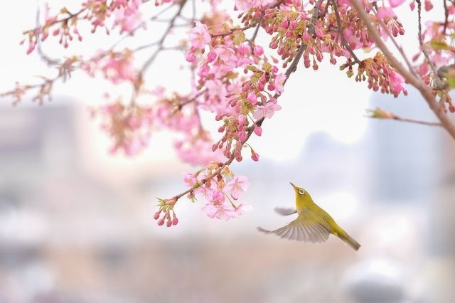 عکس/ پرنده و شکوفه‌های بهاری در عکس روز نشنال جئوگرافیک