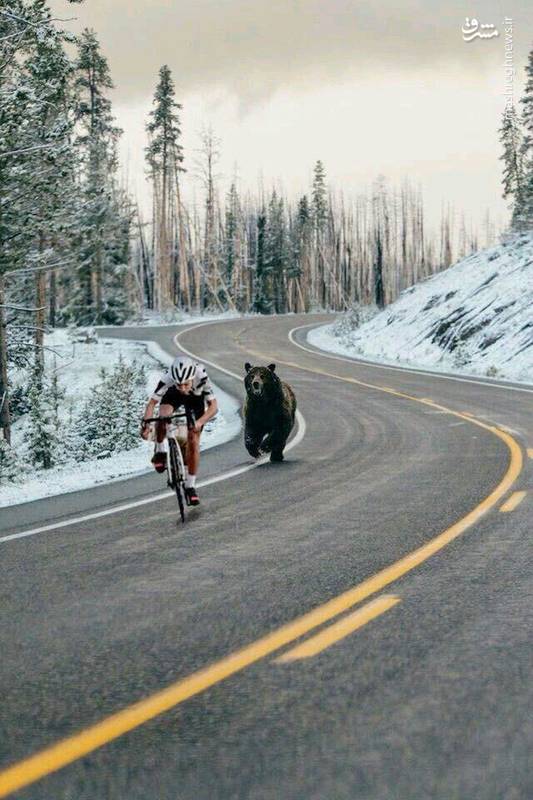 حمله خرس به دوچرخه سوار در مسابقه + عکس