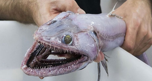 مارمولک ماهی؛ عمیق‌ترین شکارچی دنیا /عکس