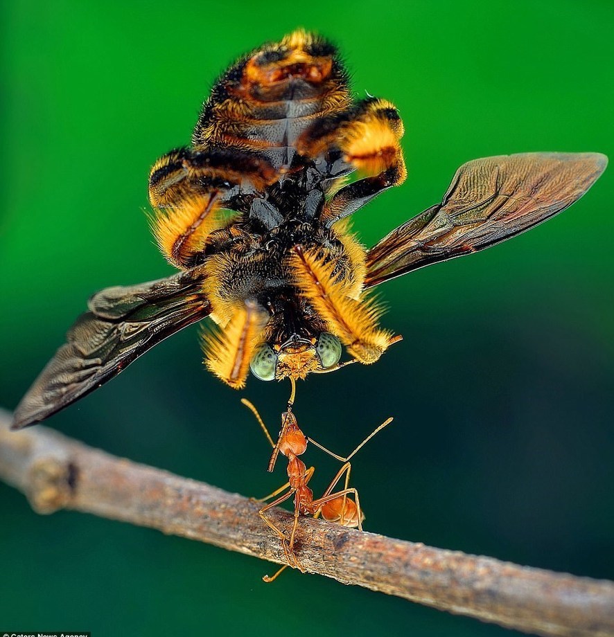 وزنه‌برداری یک سوپر مورچه/ عکس