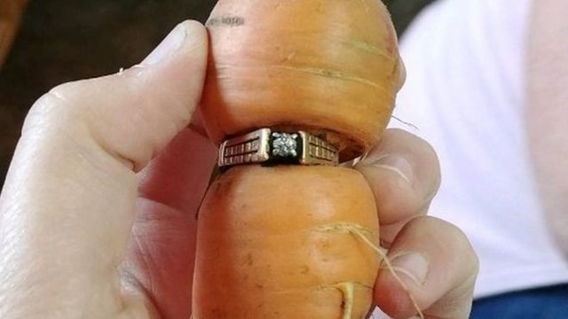 حلقه گمشده پس از ۱۳ سال دور یک هویج پیدا شد/عکس