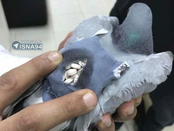 شگفتی گاردین از کشف کبوترهای حامل مواد مخدر در ایران