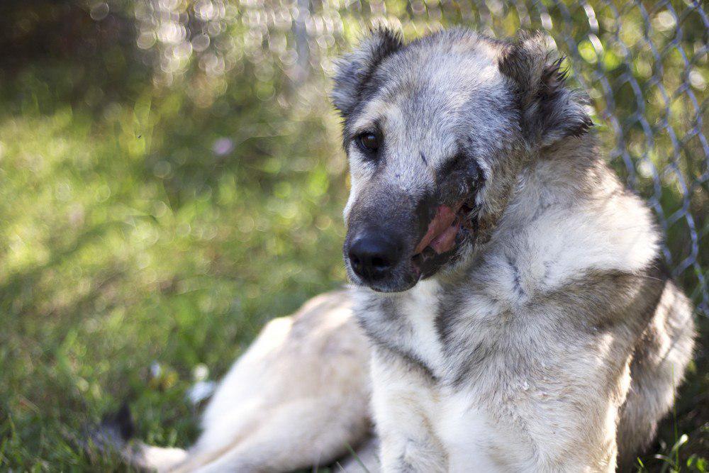رها سگ ایرانی برای درمان  وارد ویسکانسین امریکا شد/۱۰ هزار دلار کمک مالی برای درمان/تصاویر