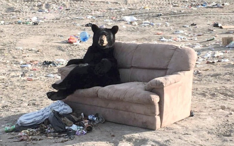 ژست جالب خرس‌ روی کاناپه بعد از یک روز طولانی! +عکس