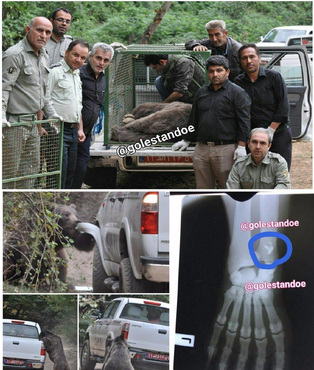 لیل حمله خرس به خودروی محیط‌بانی مشخص شد+عکس