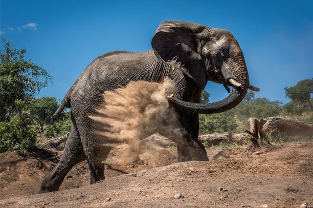 عکس/ حمام خاک یک فیل در عکس روز نشنال جئوگرافیک