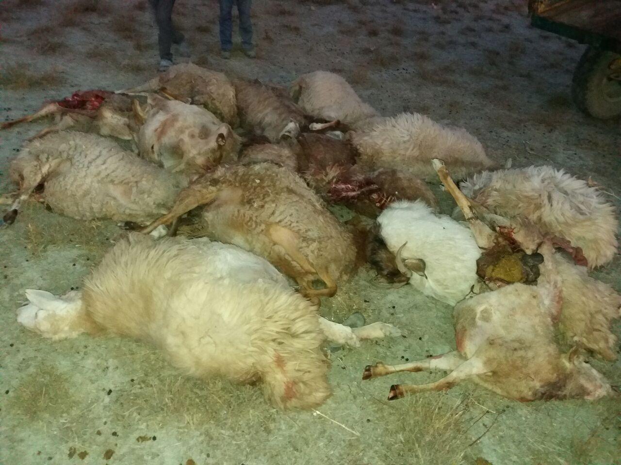حمله گرگ‌های گرسنه به گله گوسفند در شیروان+عکس
