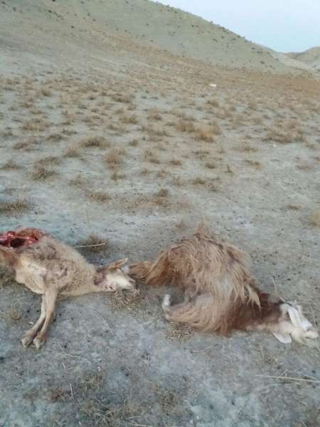 حمله گرگ‌های گرسنه به گله گوسفند در شیروان+عکس