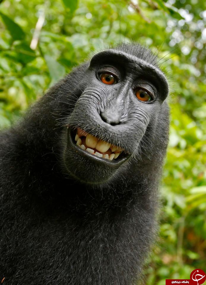 میمون سلفی بگیر «چهره سال» شد+ تصاویر