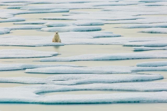 عکس/ امیدهای آخر خرس قطبی در عکس روز نشنال جئوگرافیک