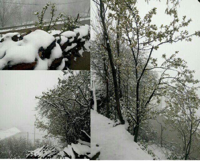 غافلگیری نوشهری‌ها از نخستین بارش برف بهاری+عکس