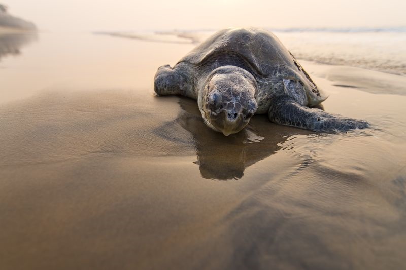 عکس/ استراحت لاک‌پشت در ساحل در عکس روز نشنال جئوگرافیک