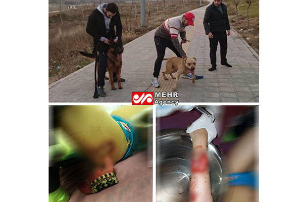 حمله دو سگ یک آقازاده به دختربچه‌ای در پارک