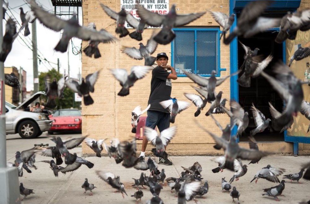 عکس/ توییتی و کبوترهایش در عکس روز نشنال جئوگرافیک