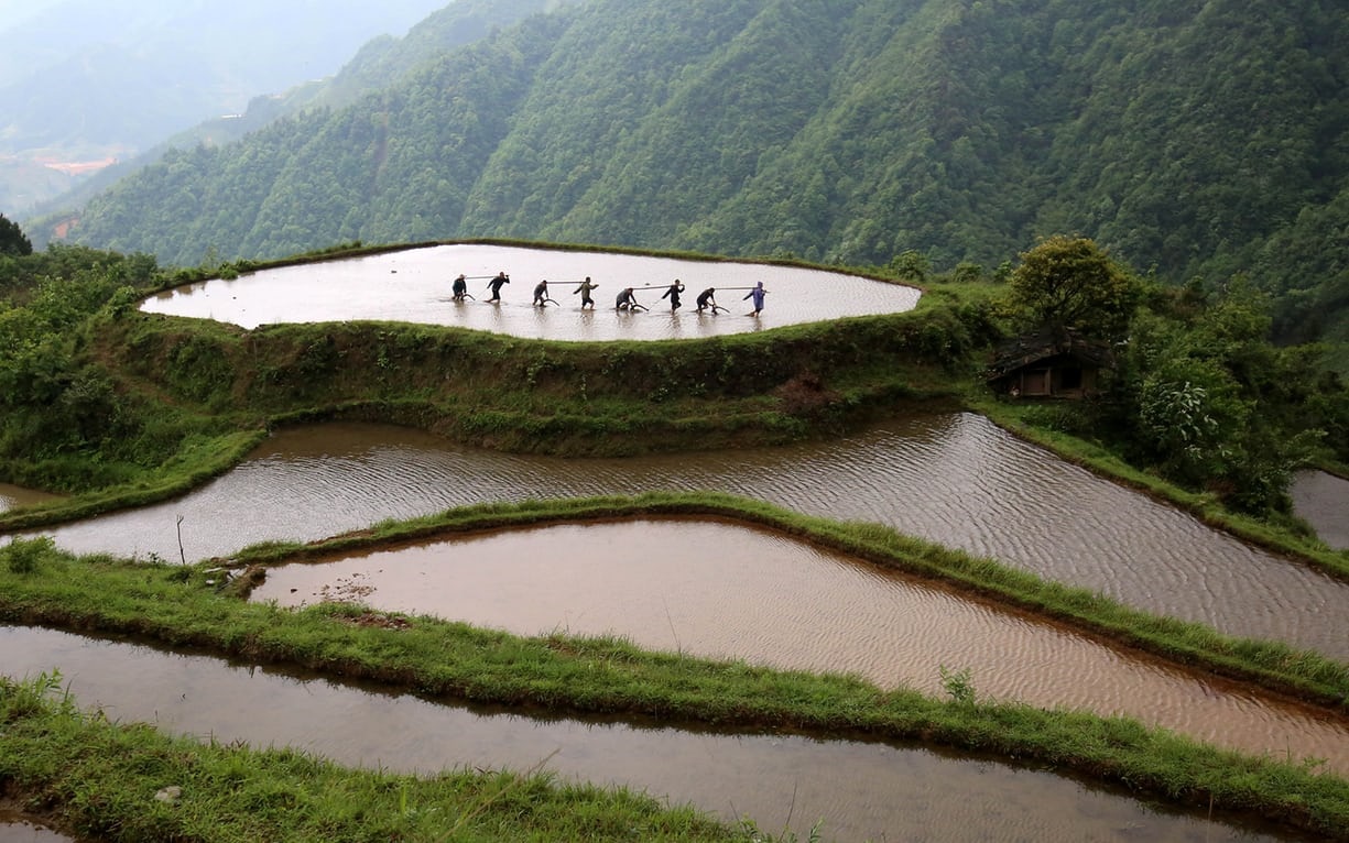 عکس/ شالیکاری در روستاهای چین